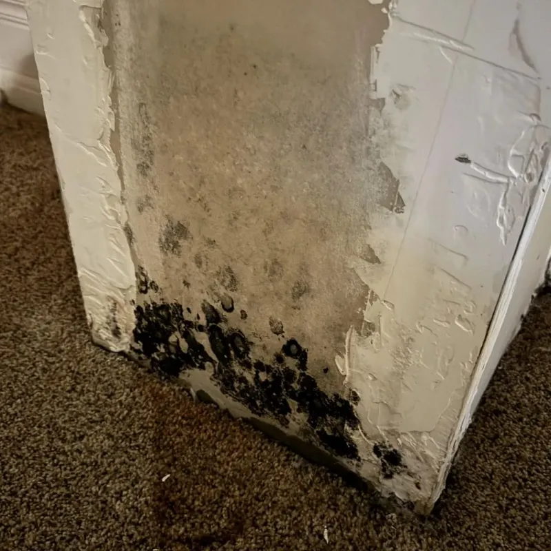 Professional Mold Removal in Central City, PA